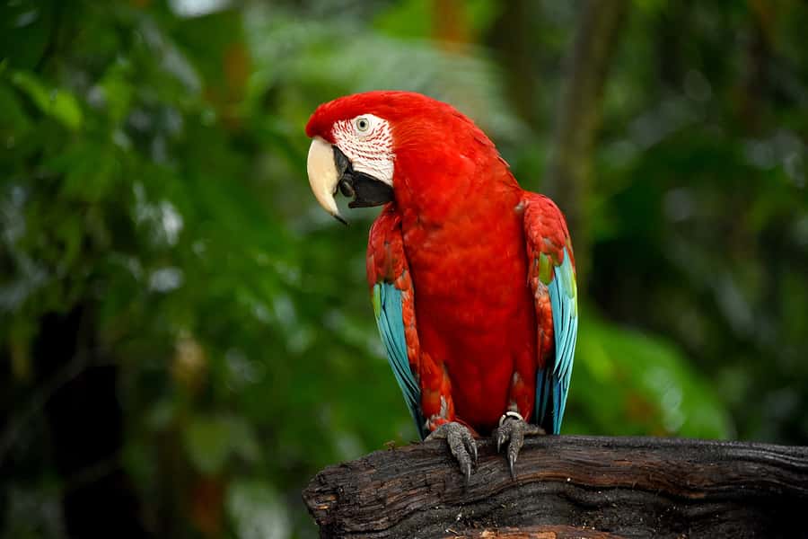 Puerto Iguazu: Iguaza Falls Brazilian Side & Bird Park Tour - Who will enjoy this tour most?