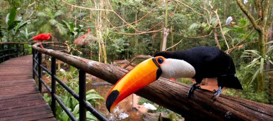 Puerto Iguazu: Iguaza Falls Brazilian Side & Bird Park Tour - Should you book the Brazilian falls and Bird Park tour?