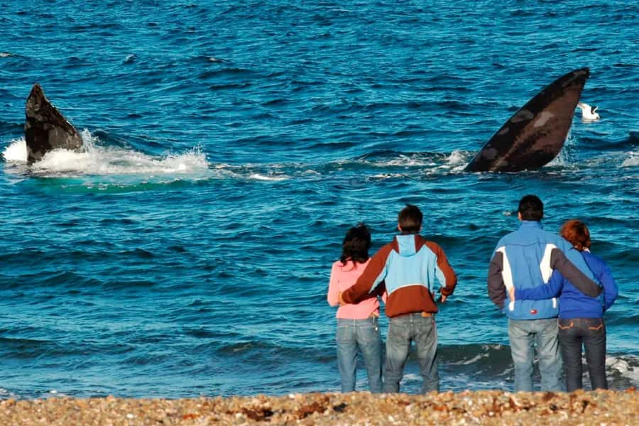Puerto Madryn: El Doradillo Whale Watching Half-Day Tour - Key points to know before you book
