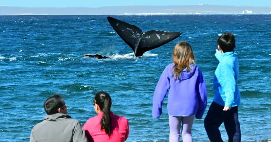 Puerto Madryn: El Doradillo Whale Watching Half-Day Tour - Punta Flecha: a broad view of the coast