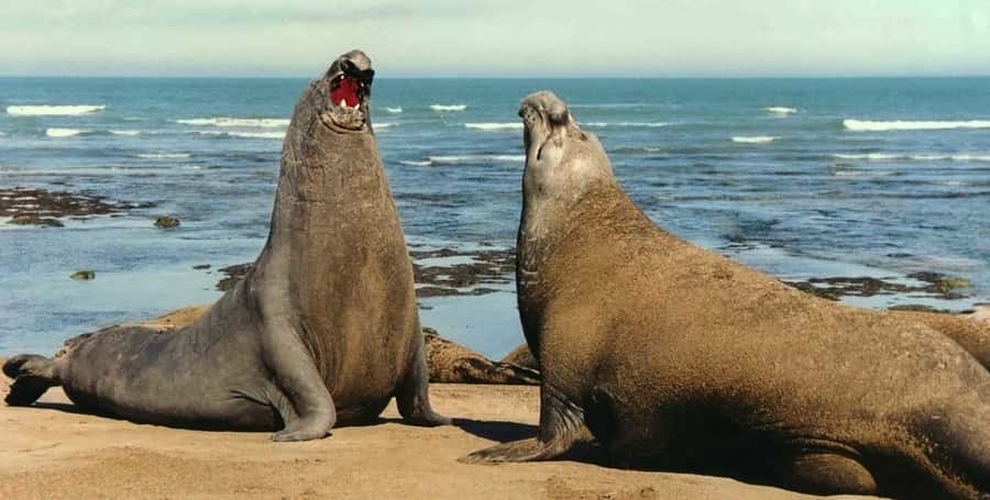 Puerto Madryn: Excursion to Peninsula Valdes Classic - The early road across Peninsula Valdes