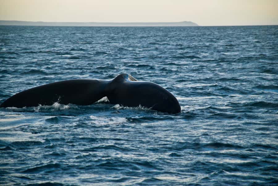 Puerto Madryn: Excursion to Peninsula Valdes Classic - Caleta Valdes and the elephant seals