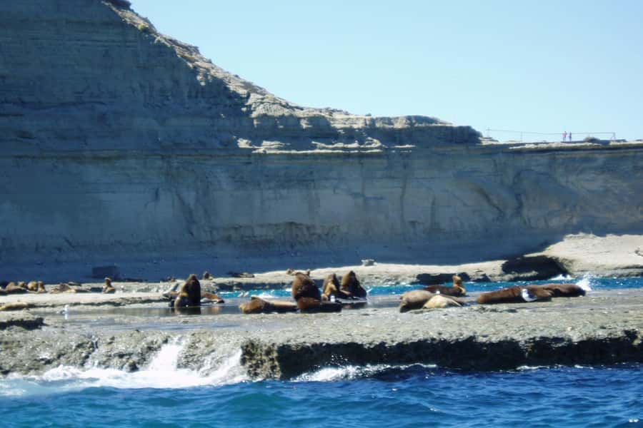 Puerto Madryn: Excursion to Peninsula Valdes Classic - Punta Norte and route changes