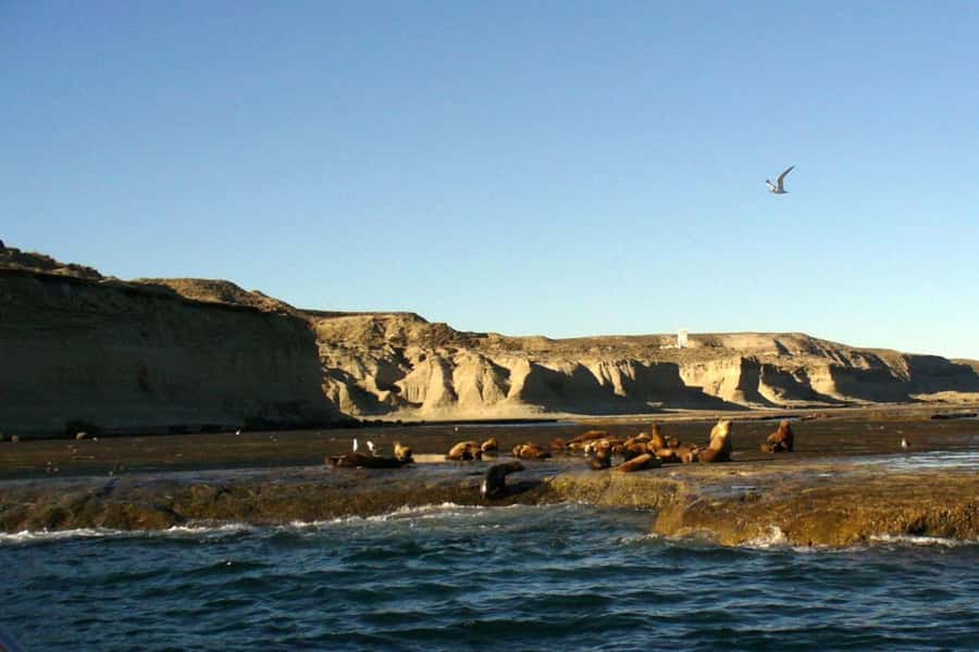 Puerto Madryn: Excursion to Peninsula Valdes Classic - Puerto Piramides, lunch, and the whale-watching question