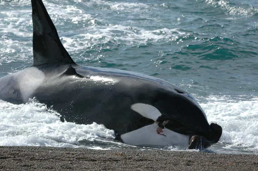 Puerto Madryn: Excursion to Peninsula Valdes Classic - Wildlife beyond the seals