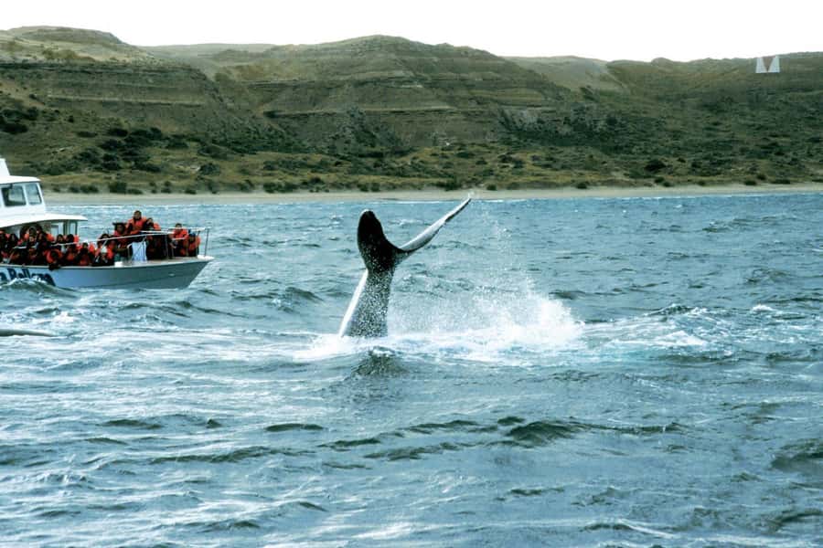 Puerto Madryn: Excursion to Peninsula Valdes Classic - Transport, group size, and comfort