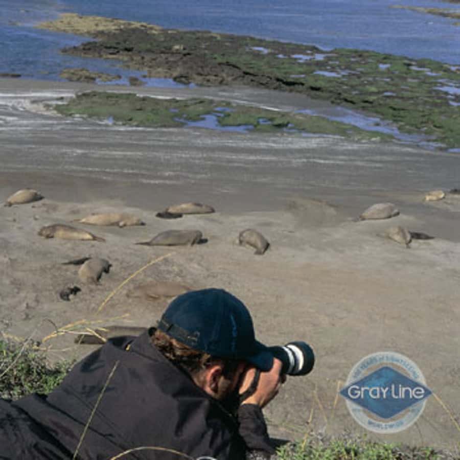 Puerto Madryn: Excursion to Peninsula Valdes Classic - The best season for your priorities