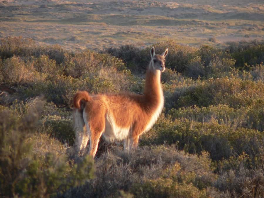 Puerto Madryn: Excursion to Peninsula Valdes Classic - Punta Delgada and the southern Atlantic coast