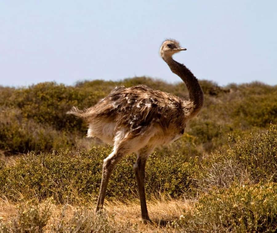 Puerto Madryn: Full Day Peninsula Valdes Experience Tour - Who will enjoy this tour most?