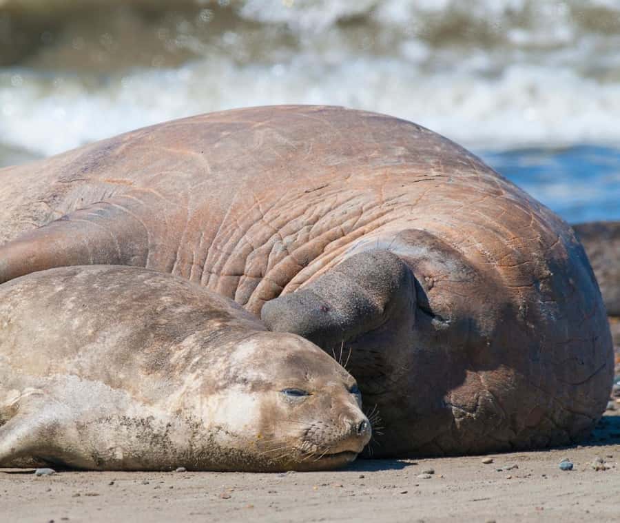 Puerto Madryn: Full Day Peninsula Valdes Experience Tour - Puerto Pirámides and the small port