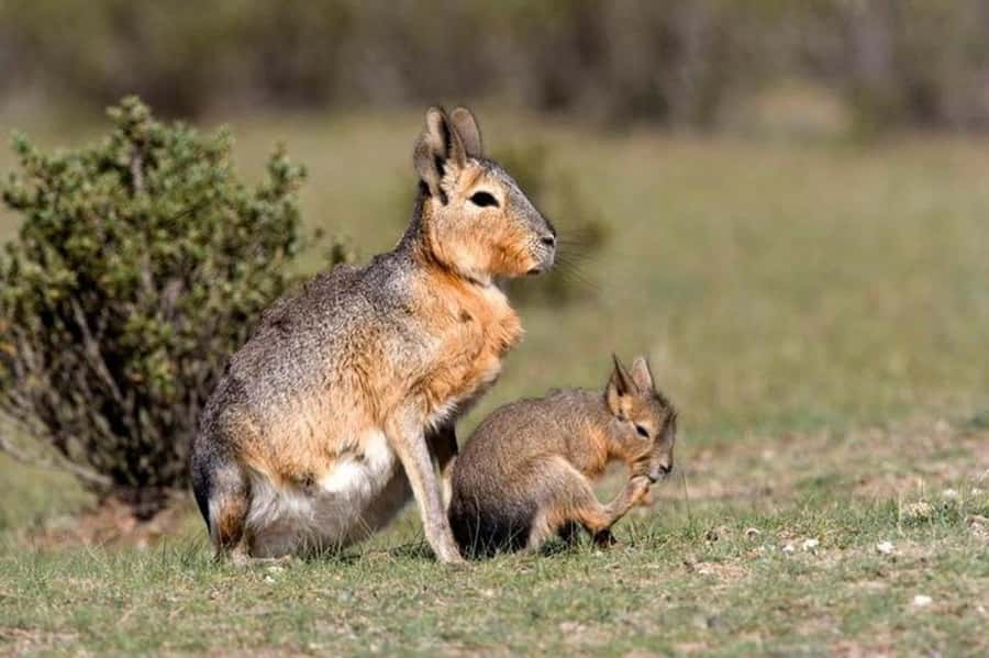 Puerto Madryn: Full Day Peninsula Valdes Experience Tour - How much wildlife can you expect?