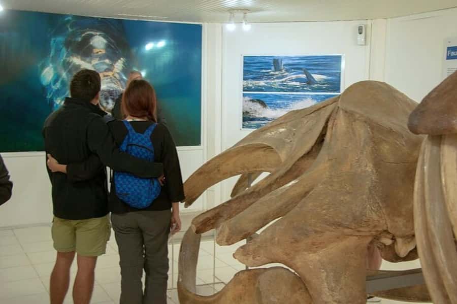 Puerto Madryn: Full Day Peninsula Valdes Experience Tour - The long return to Puerto Madryn