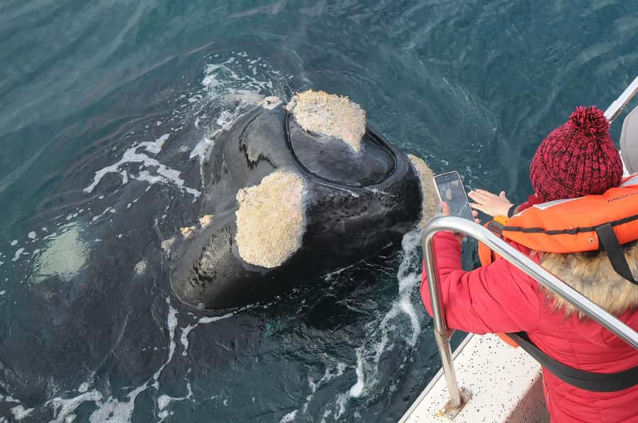 Puerto Madryn: Península Valdés Day Tour with Whale Watching - Key Points to Know Before You Book