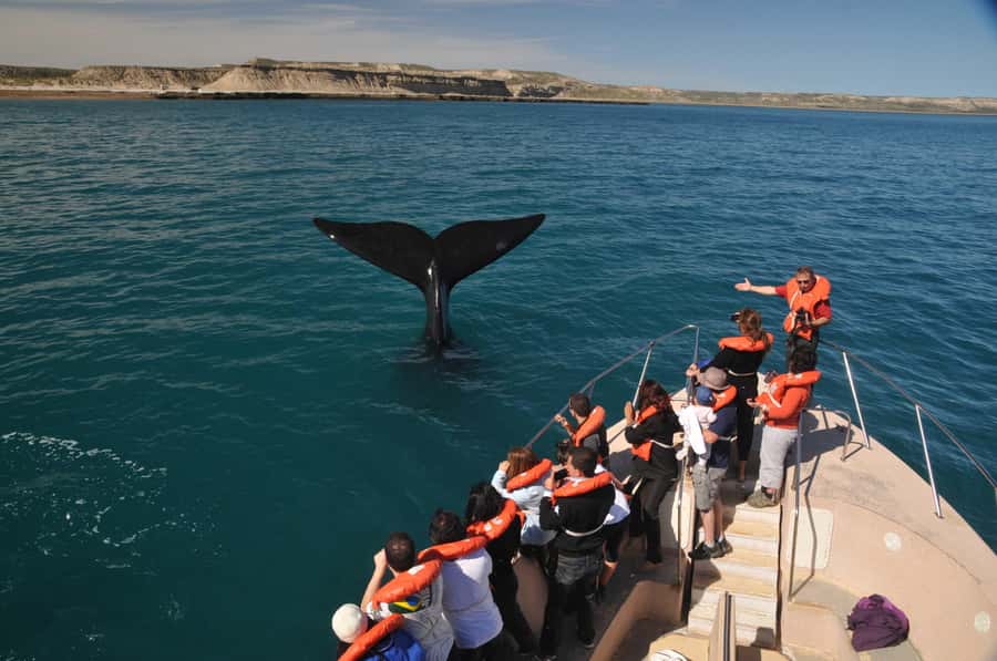 Puerto Madryn: Península Valdés Day Tour with Whale Watching - Why This Tour Works for Puerto Madryn