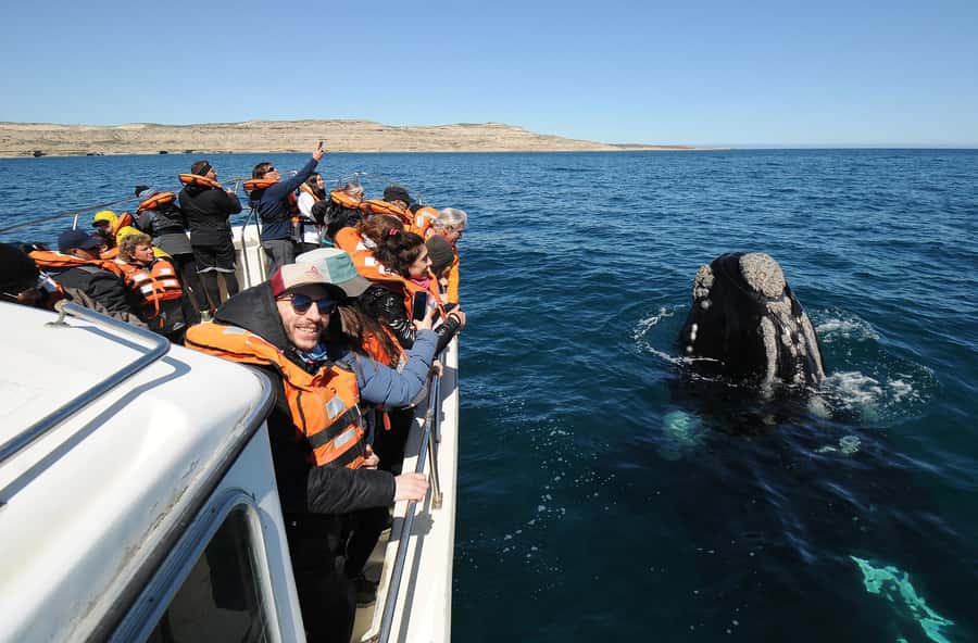 Puerto Madryn: Península Valdés Day Tour with Whale Watching - Puerto Pirámides Whale Watching From June to December