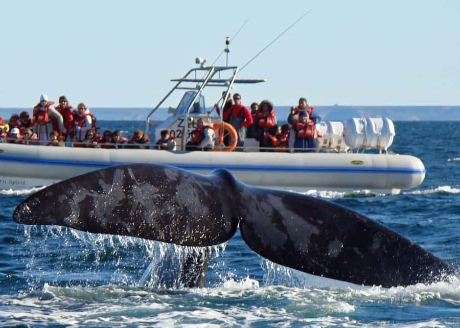 Puerto Madryn: Península Valdes with optional Whale Watching - Key points before you book