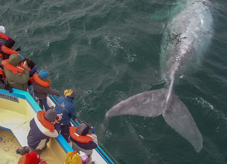 Puerto Madryn: Península Valdes with optional Whale Watching - Puerto Pirámides and the whale boat option