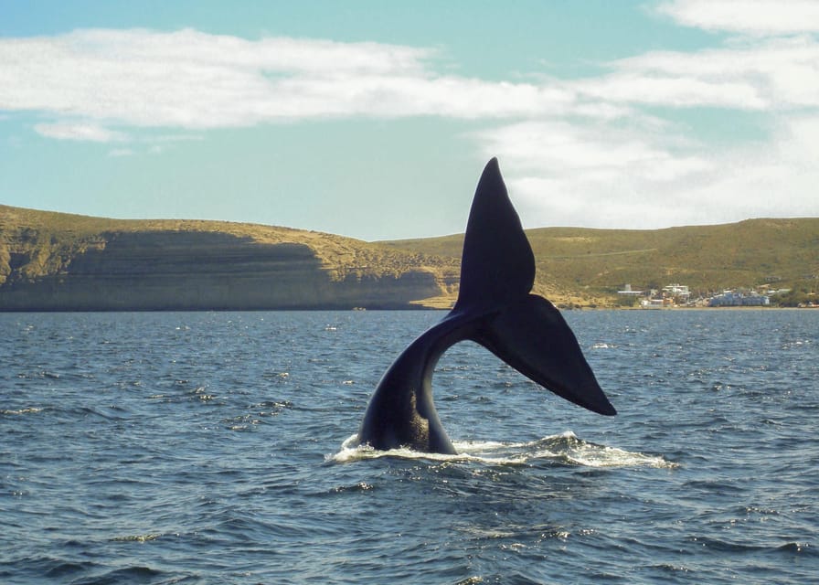 Puerto Madryn: Península Valdes with optional Whale Watching - Lunch in Puerto Pirámides or Caleta Valdés