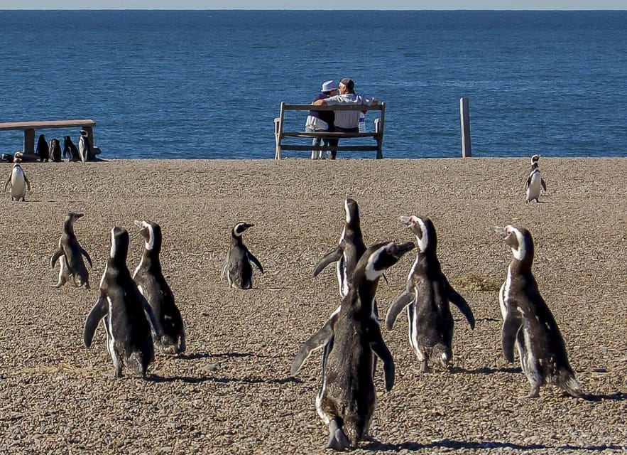 Puerto Madryn: Península Valdes with optional Whale Watching - Punta Norte and the wider wildlife circuit