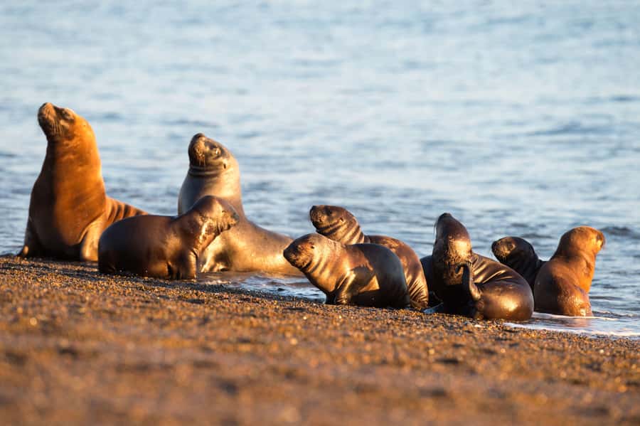 Puerto Madryn: Península Valdes with optional Whale Watching - What the $133 price really buys