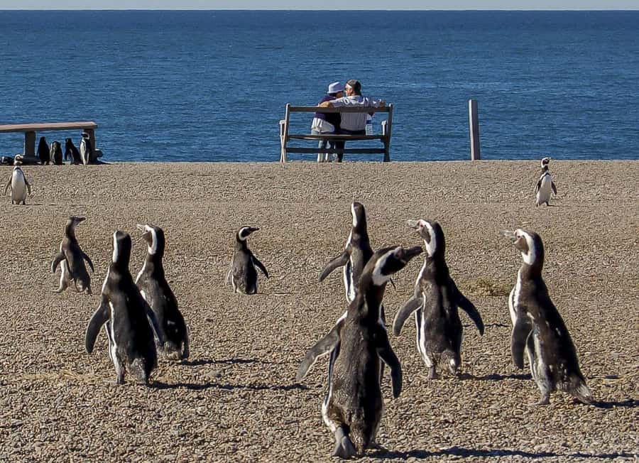 Puerto Madryn: Península Valdes with optional Whale Watching - The early ride from Puerto Madryn
