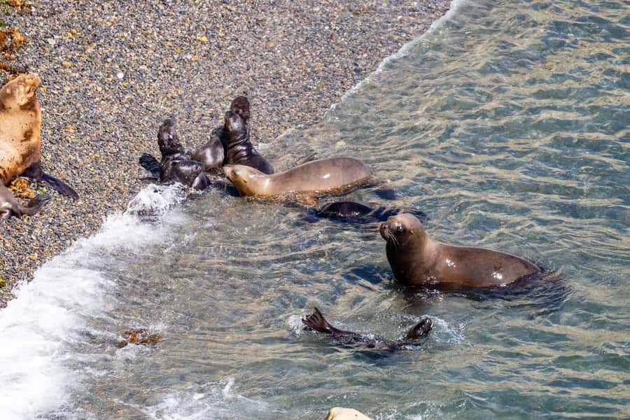 Puerto Madryn: Punta Loma Shore Excursion - Key points before you reserve