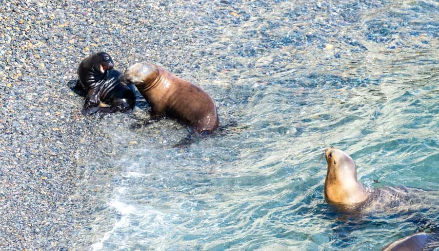 Puerto Madryn: Punta Loma Shore Excursion - Watching sea lions from the main viewpoint