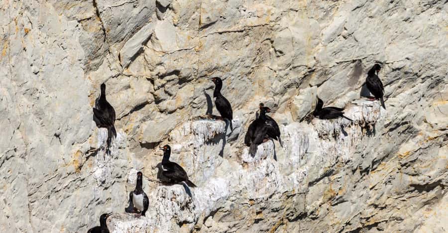 Puerto Madryn: Punta Loma Shore Excursion - Who should book Punta Loma