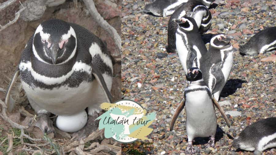 Puerto Madryn: Punta Tombo Shore Excursion for Cruise Guests - The long road to Punta Tombo