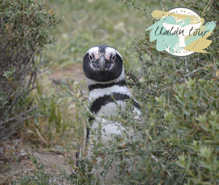 Puerto Madryn: Punta Tombo Shore Excursion for Cruise Guests - Why timing matters on a cruise day