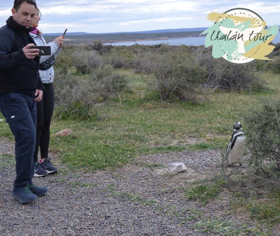 Puerto Madryn: Punta Tombo Shore Excursion for Cruise Guests - The reserve visit is short but meaningful