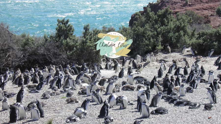 Puerto Madryn: Punta Tombo Shore Excursion for Cruise Guests - What the bilingual guide adds
