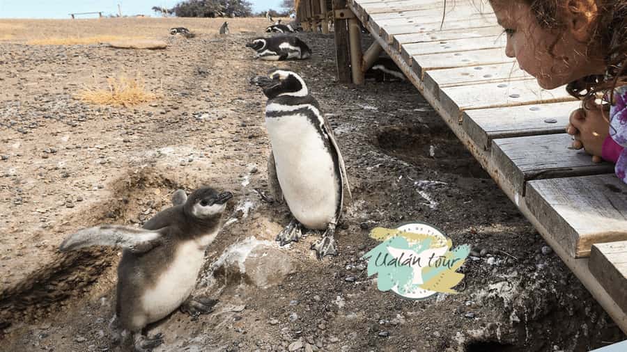 Puerto Madryn: Punta Tombo Shore Excursion for Cruise Guests - Is $90 a fair price?
