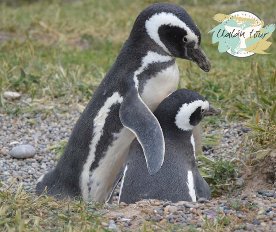 Puerto Madryn: Punta Tombo Shore Excursion for Cruise Guests - Final verdict: a strong wildlife trip with real time limits