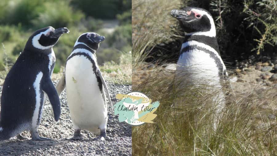 Puerto Madryn: Punta Tombo Shore Excursion for Cruise Guests - Walking among Magellanic penguins