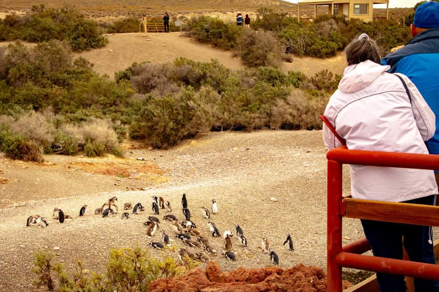Puerto Madryn: Punta Tombo Walking Among Penguins Experience - Key things to know before you book