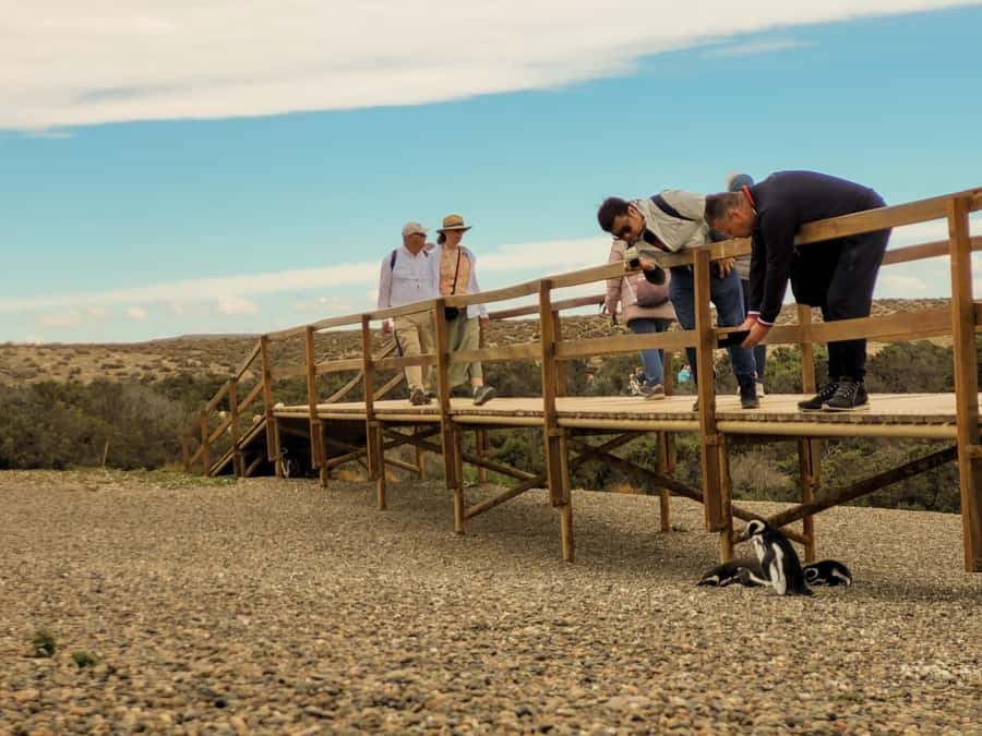 Puerto Madryn: Punta Tombo Walking Among Penguins Experience - A brief Trelew stop breaks up the drive
