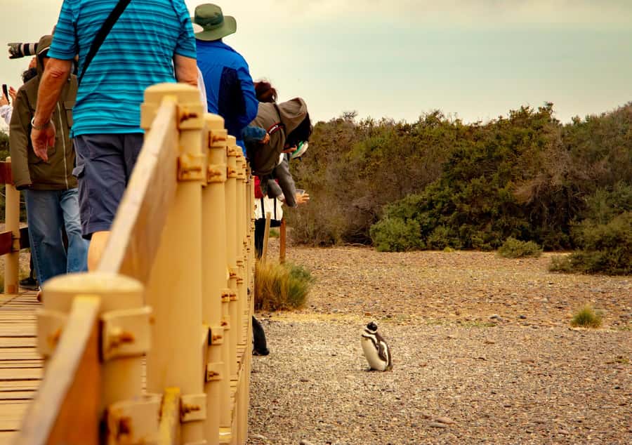Puerto Madryn: Punta Tombo Walking Among Penguins Experience - Walking the 3-kilometer Punta Tombo route