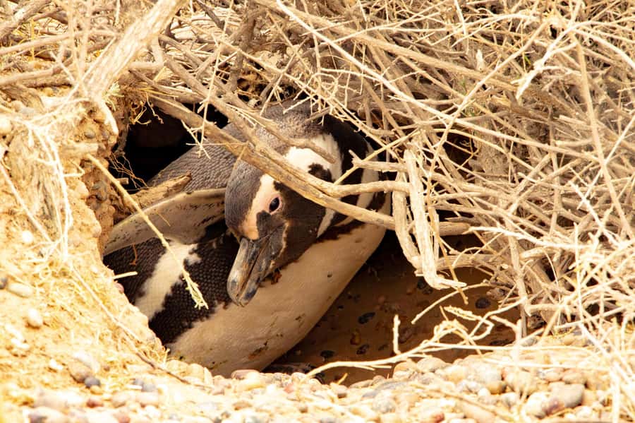 Puerto Madryn: Punta Tombo Walking Among Penguins Experience - Is $120 a fair price?