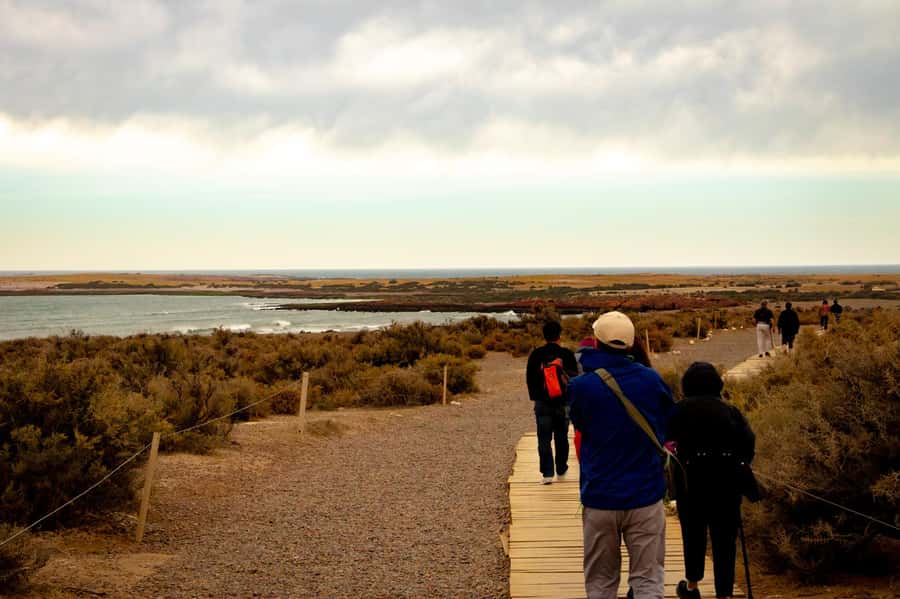 Puerto Madryn: Punta Tombo Walking Among Penguins Experience - Who will enjoy this day most?