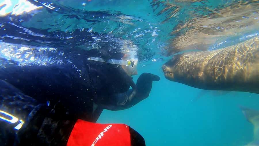 Puerto Madryn: Snorkeling Trip with Sea Lions - Key points to know before booking