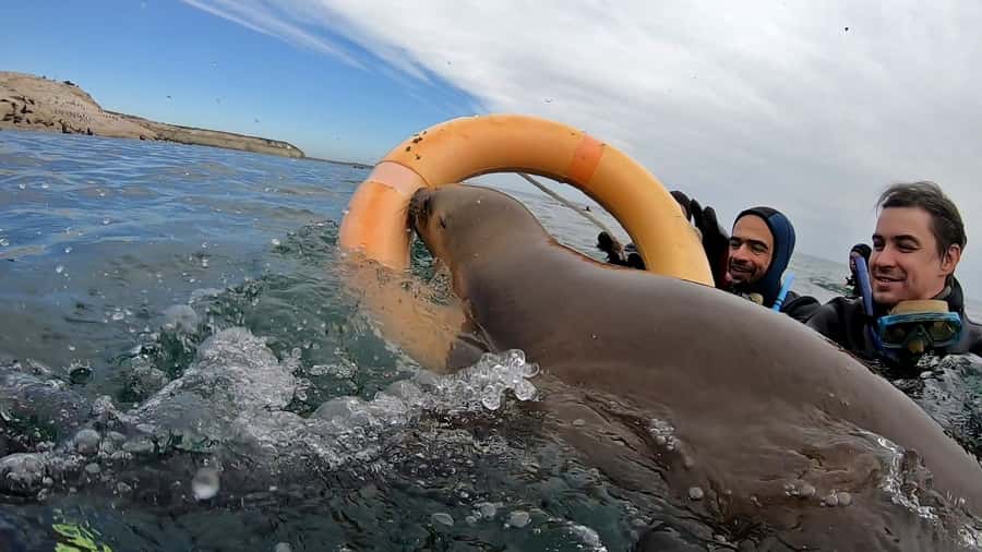 Puerto Madryn: Snorkeling Trip with Sea Lions - Getting into the water with the sea lions