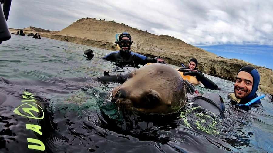 Puerto Madryn: Snorkeling Trip with Sea Lions - What the guides add to the experience