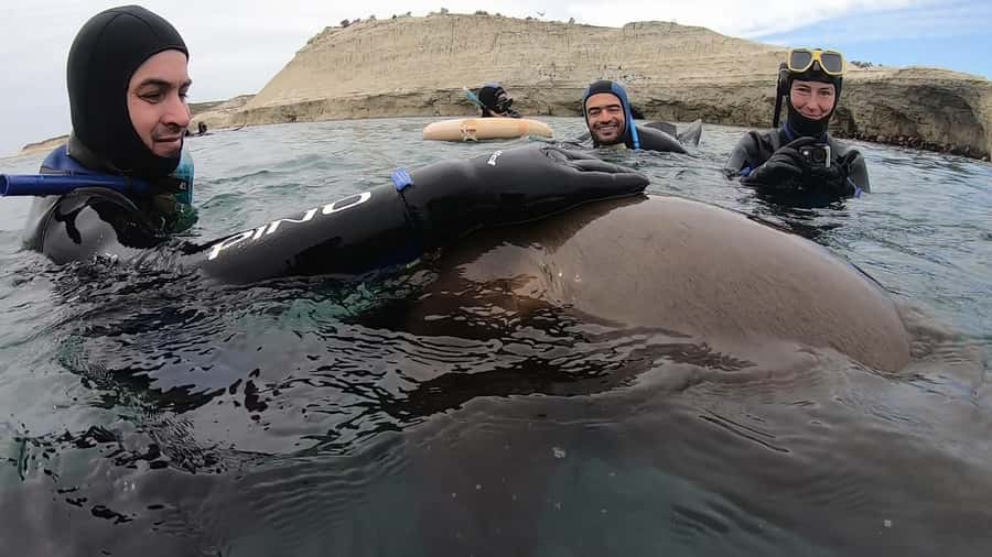 Puerto Madryn: Snorkeling Trip with Sea Lions - Who will enjoy this outing most