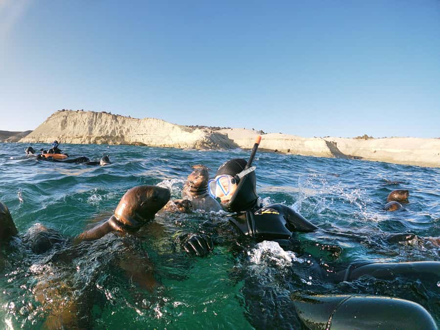 PUERTO MADRYN , SNORKELING WITH SEA LIONS - Key points to know before booking