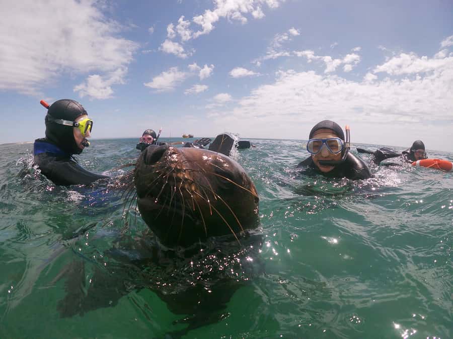 PUERTO MADRYN , SNORKELING WITH SEA LIONS - Forty minutes in the water