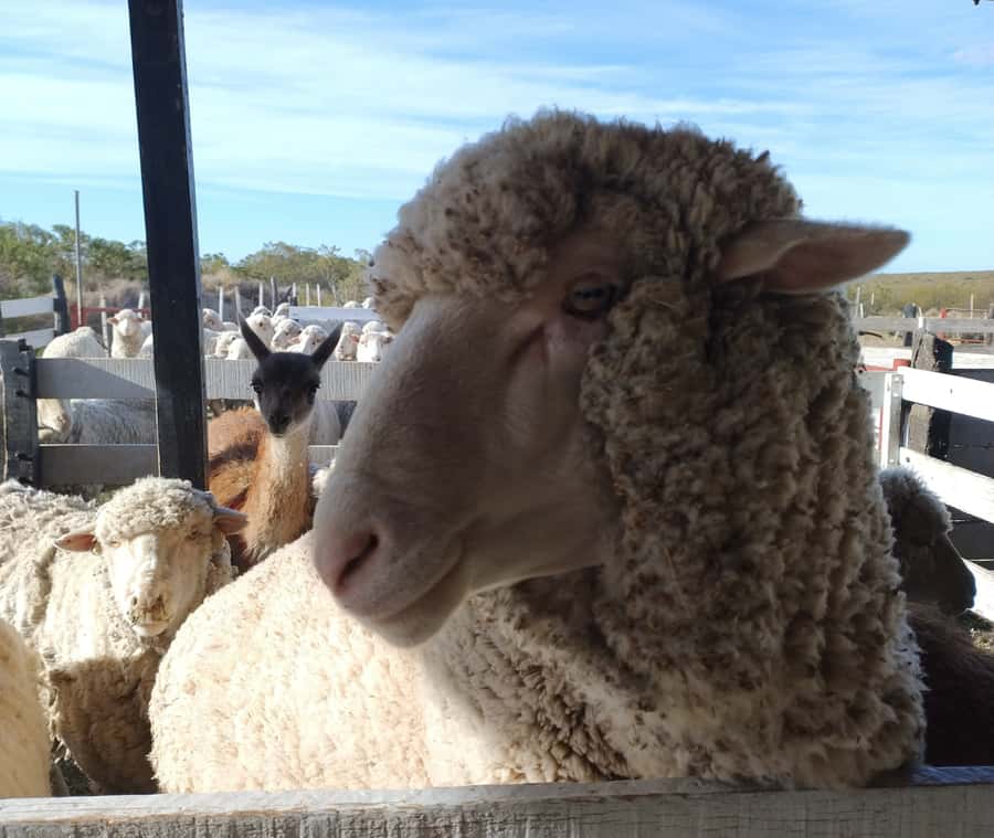 Punta Loma + Ranch Shore Excursion for cruise passengers - Watching a real sheep shearing demonstration