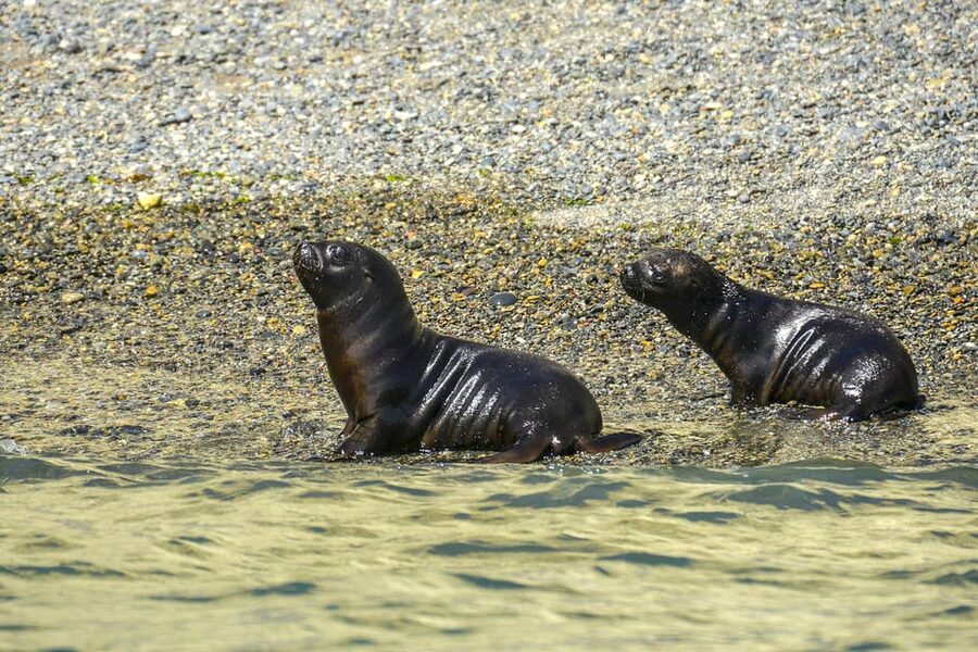 Punta Loma Shore Excursion with City tour - What the $60 price includes
