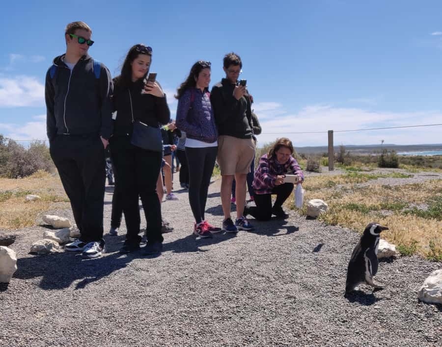 Punta Tombo Cruise Shore Excursion - Walk among penguins - Key points before you book