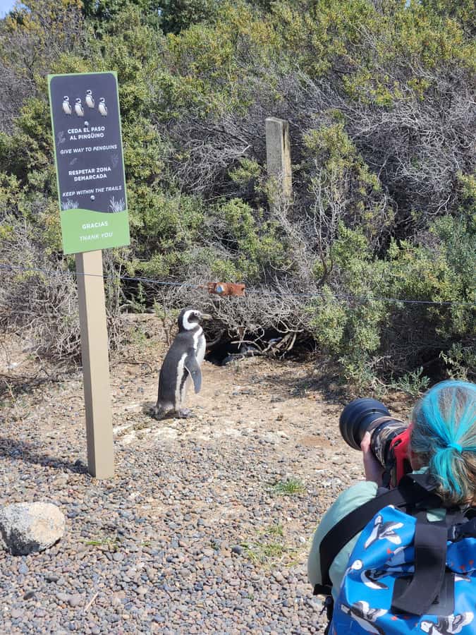 Punta Tombo Cruise Shore Excursion - Walk among penguins - Walking the 1.5 kilometer penguin trail
